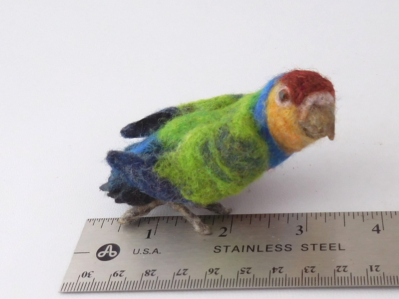 Red-breasted Pygmy Parrot – Update