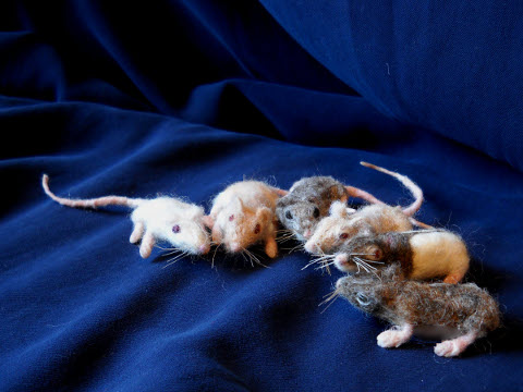 Mouse Litter 4