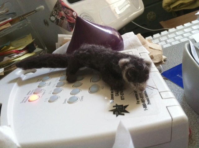 Sable Ferret at Home