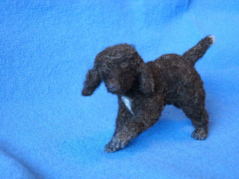 Poodle Pup