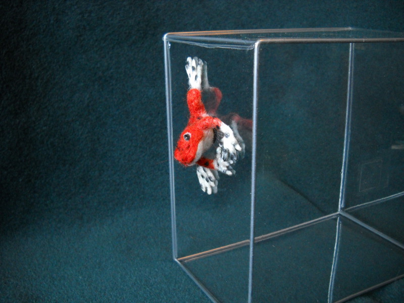 Strawberry Poison Dart Frog