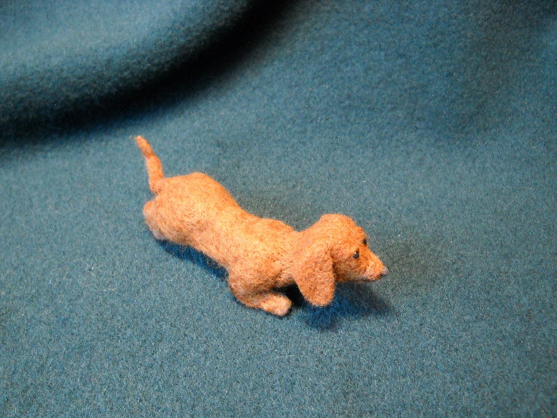 Dachshund