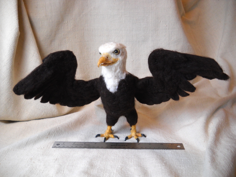 Bald Eagle