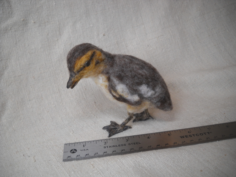 Mallard Duckling