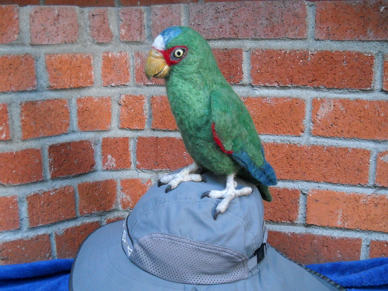 White-fronted Amazon Parrot