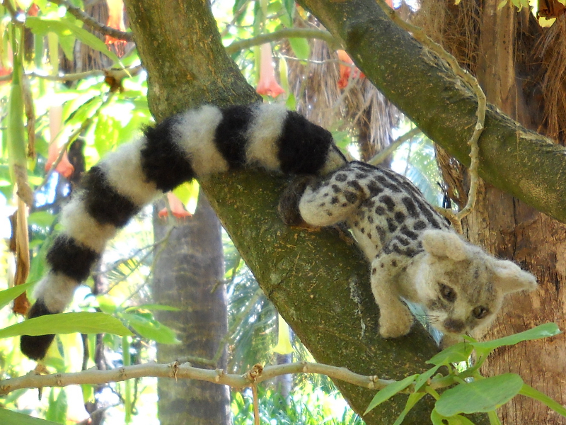 Genet Kitten