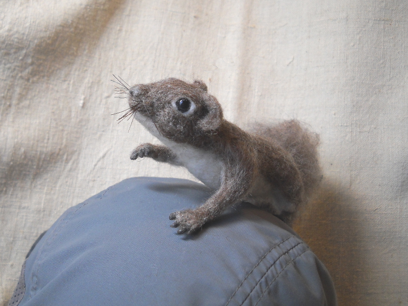 Western Gray Squirrel