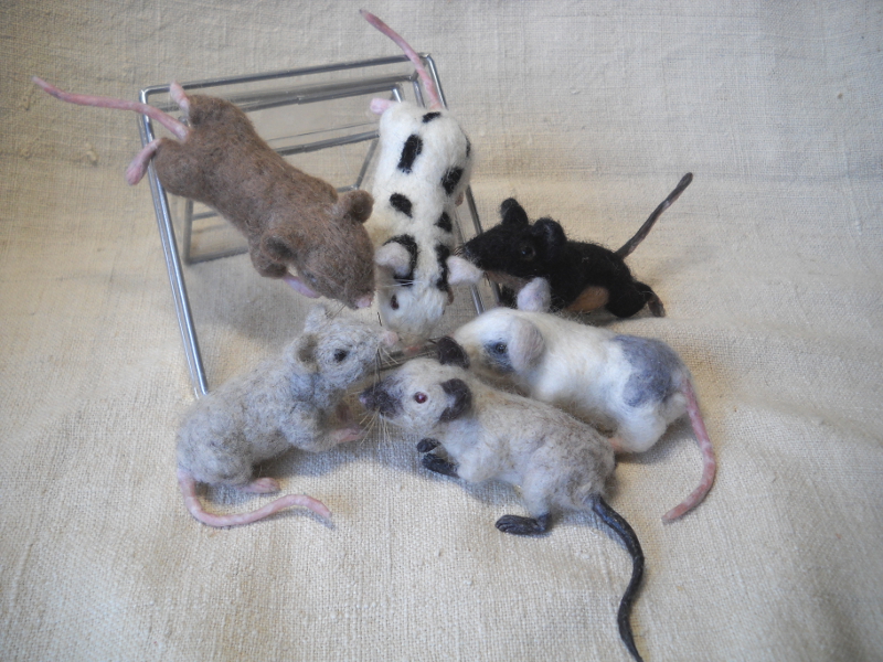 Mouse Litter 17 – The Truly Fancy Mice