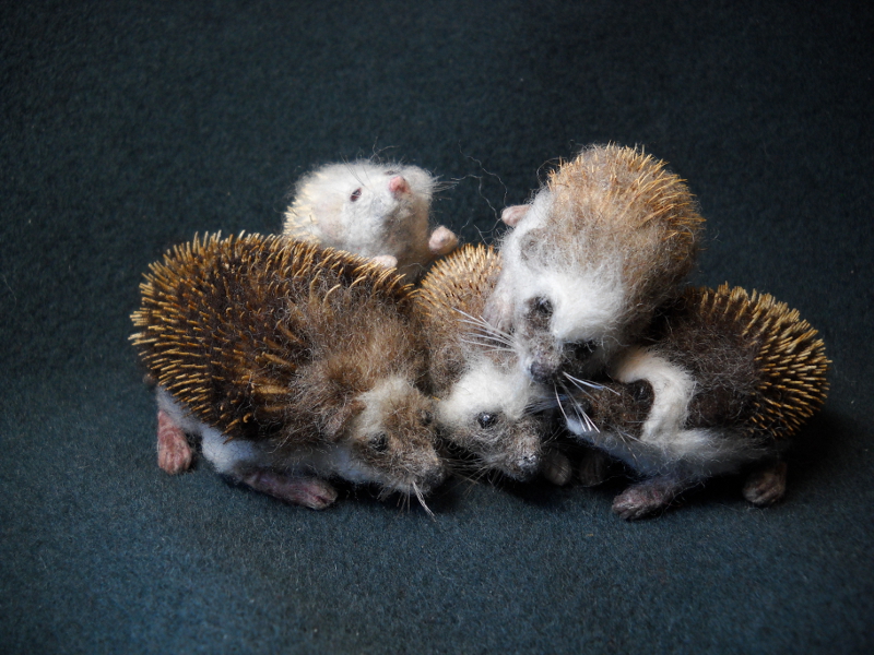 Hedgehog Experiments