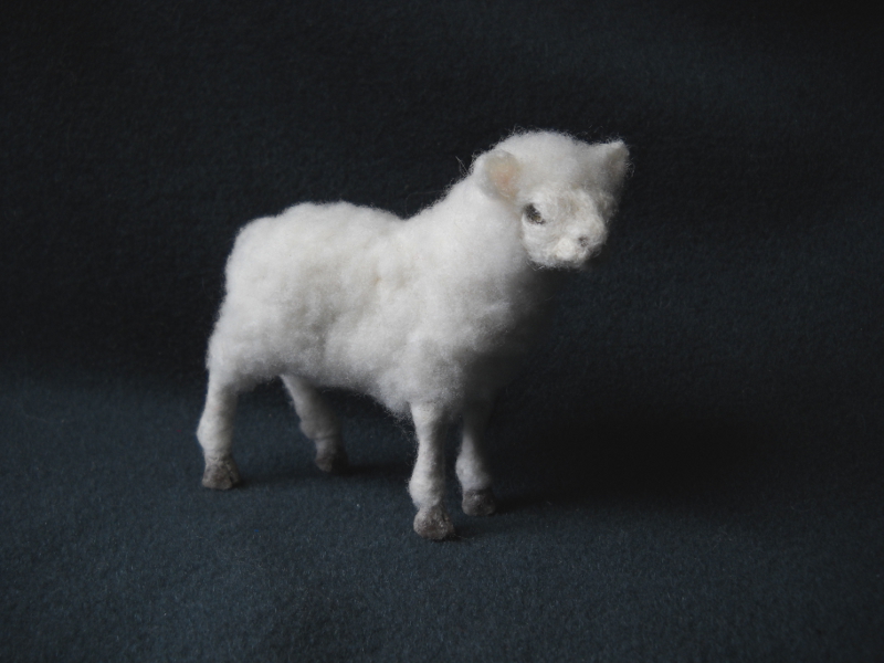 Sheep