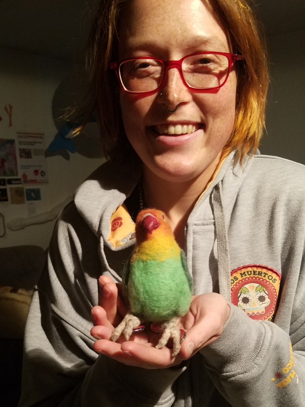 Fischer’s Lovebird – In Hand