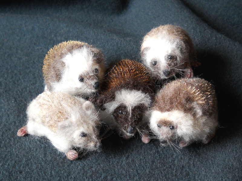 More Hedgehogs