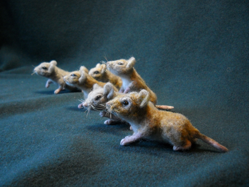 Mouse Litter 19 – All Grasshopper Mice
