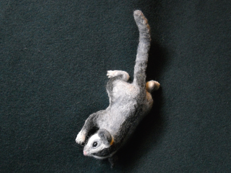 Sugar Glider 4 Reborn