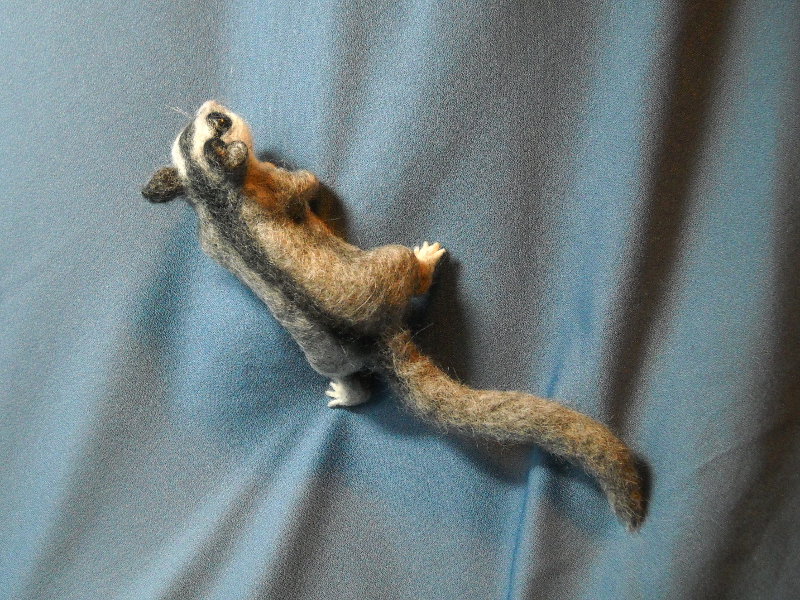 Sugar Glider 5