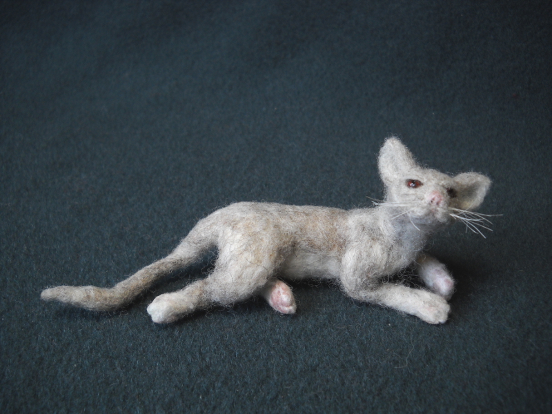 Red-eyed Magnet Cat