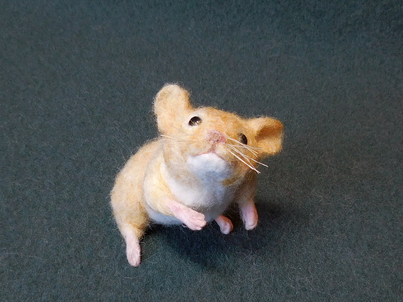 Golden Hamster