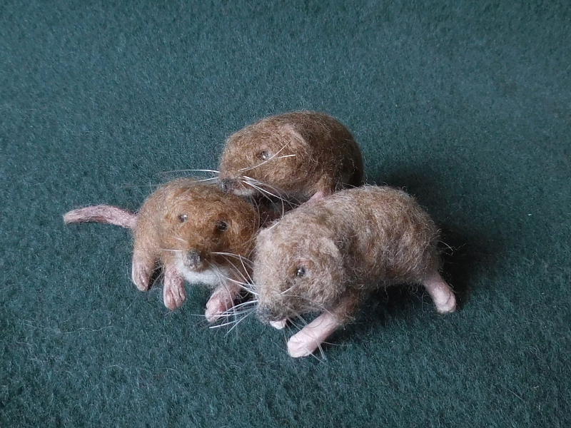 Pygmy Shrews