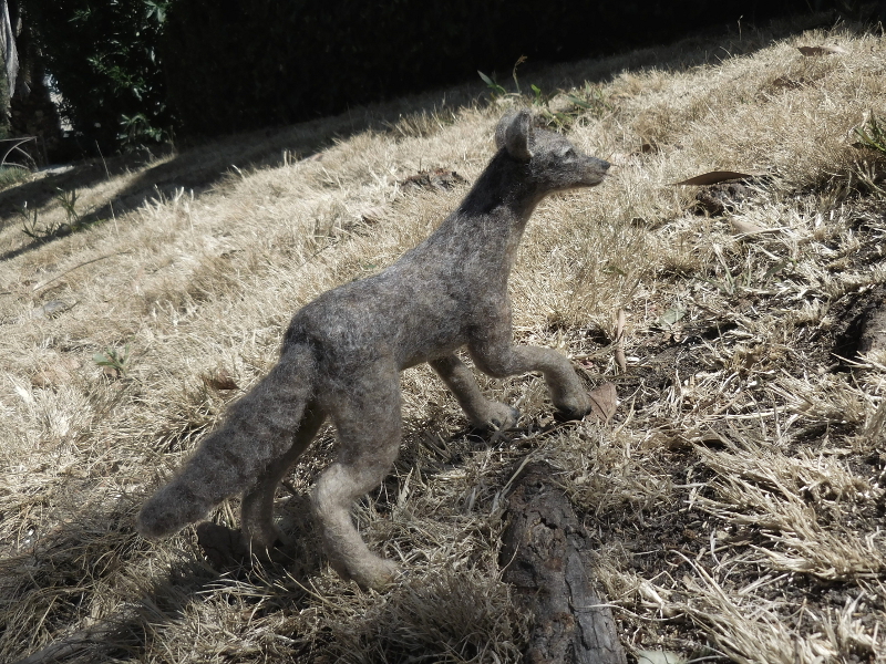 Ma Coyote