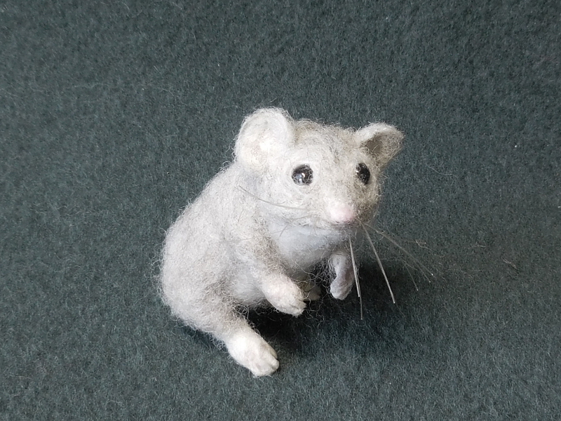 Russian Dwarf Hamster