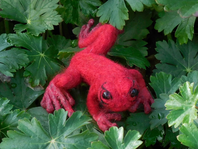 Vision Quest Frog