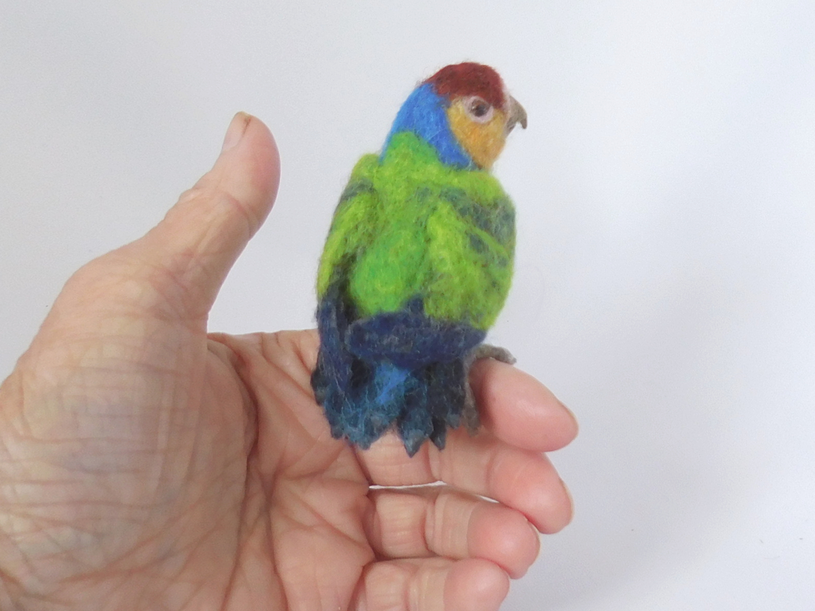 Red-breasted Pygmy Parrot