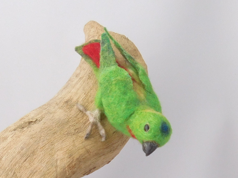 Blue-crowned Hanging Parrot
