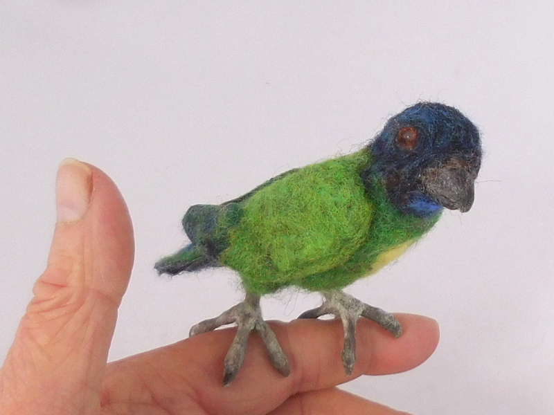 Geelvink Pygmy Parrot 2
