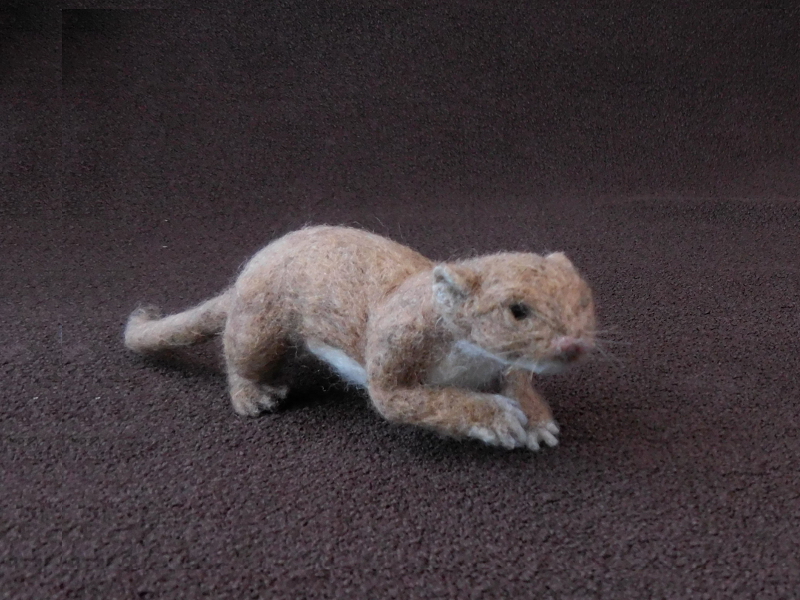 Least Weasel 3