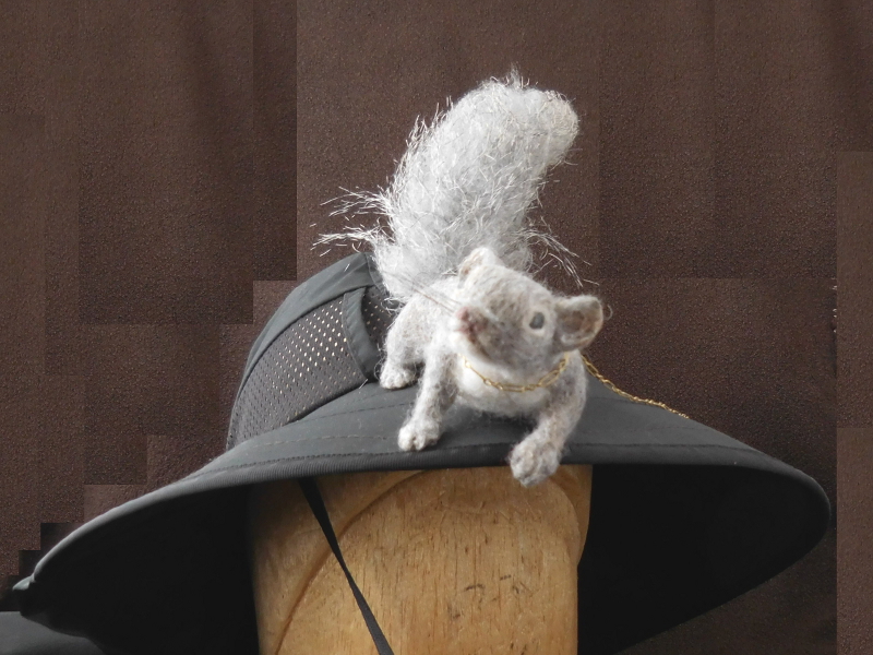 Gray Squirrel  Silktail 2