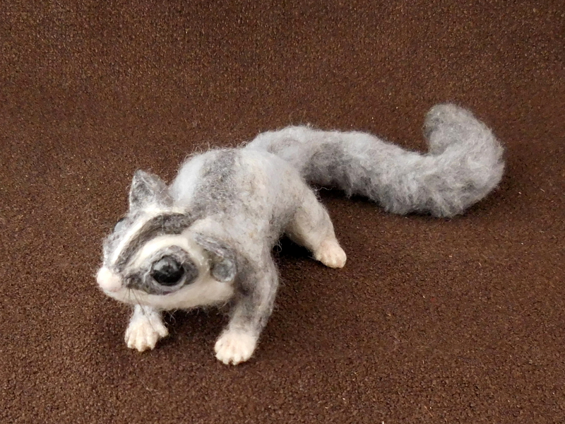 Sugar Glider 6