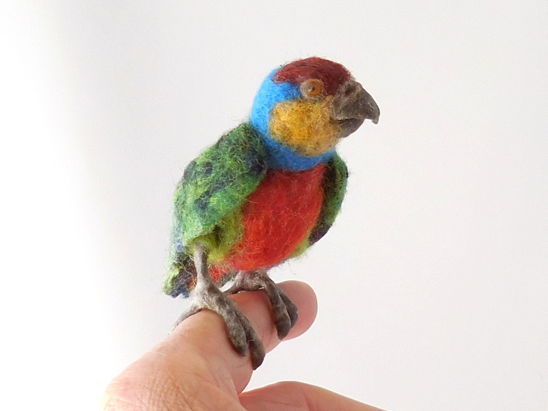 Red-breasted Pygmy Parrot 3