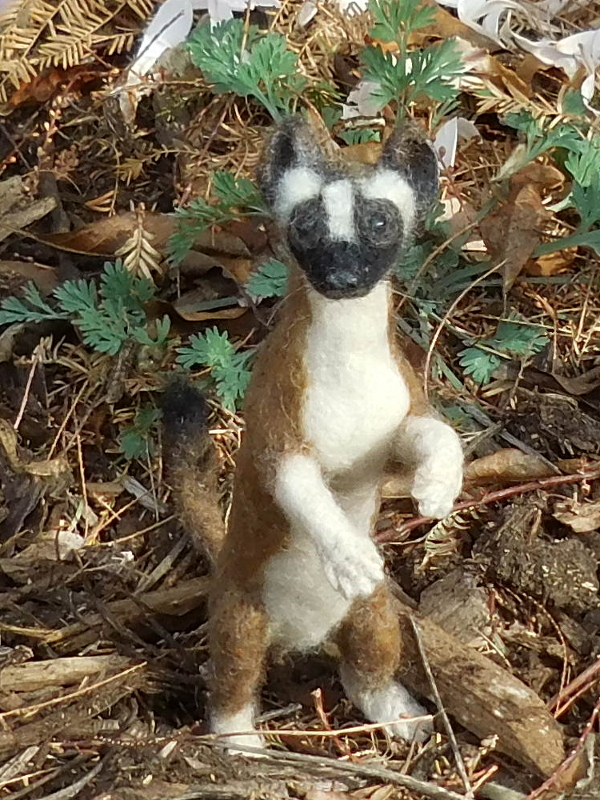 Long-tailed Weasel