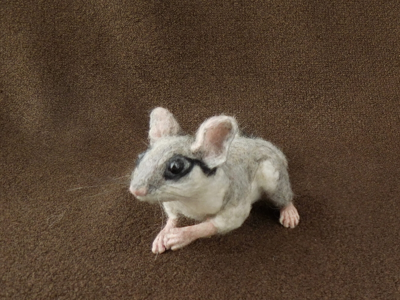 Garden Dormouse