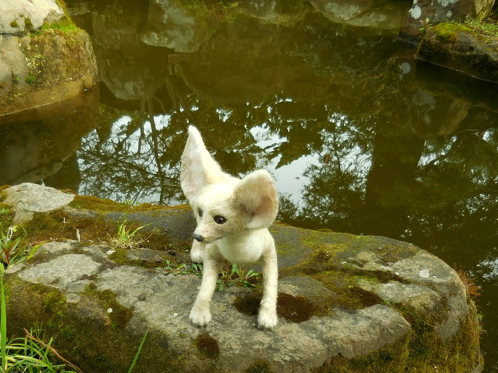 Fennec Fox