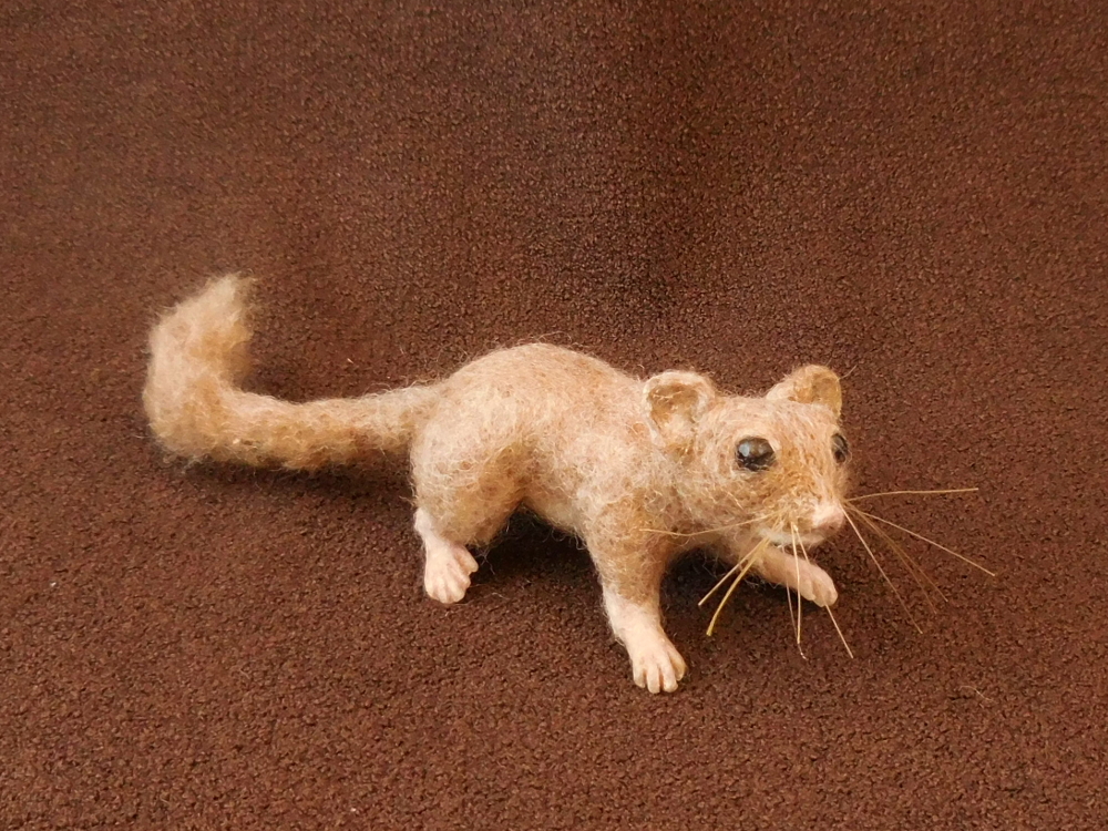 Hazel Dormouse 3