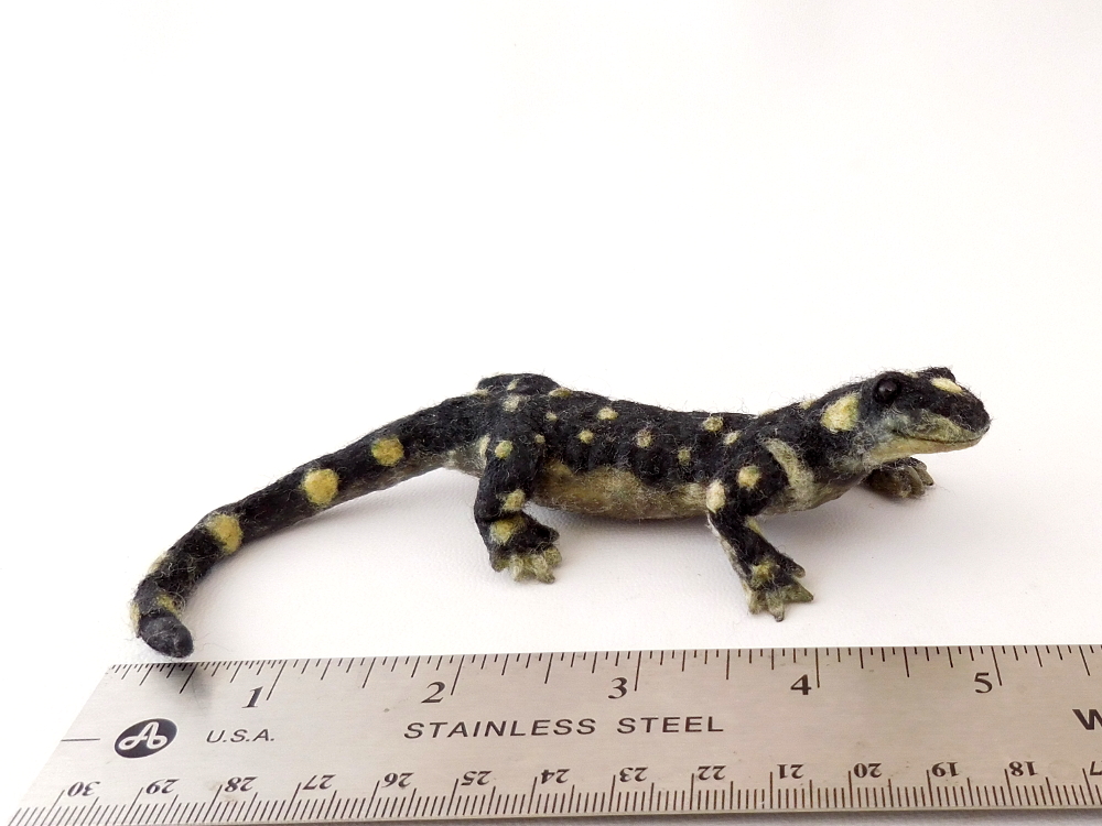 California Tiger Salamander