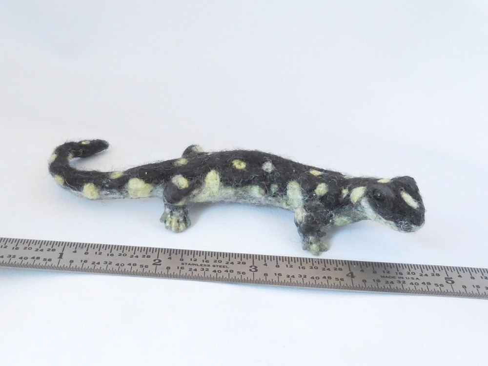 California Tiger Salamander 2