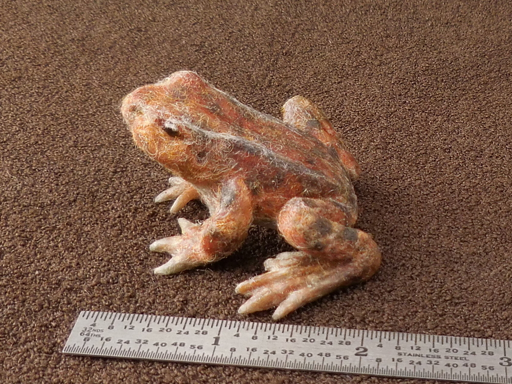 California Red-legged Frog 2