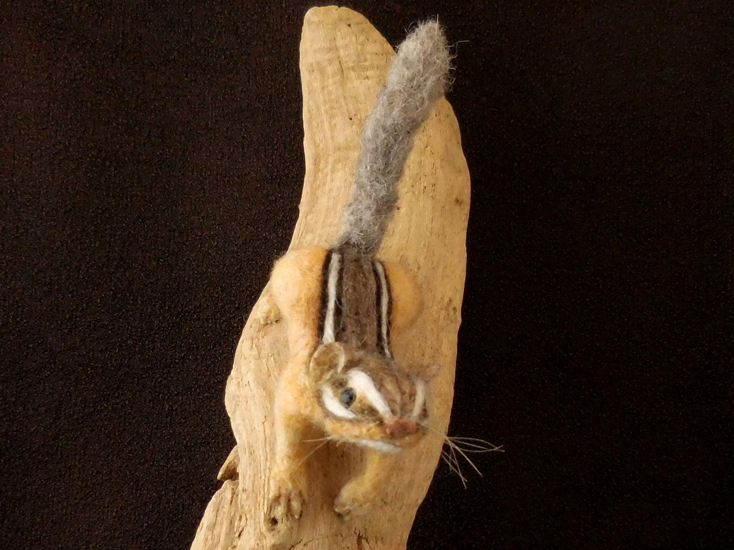 Chipmunk 35: Baby 5