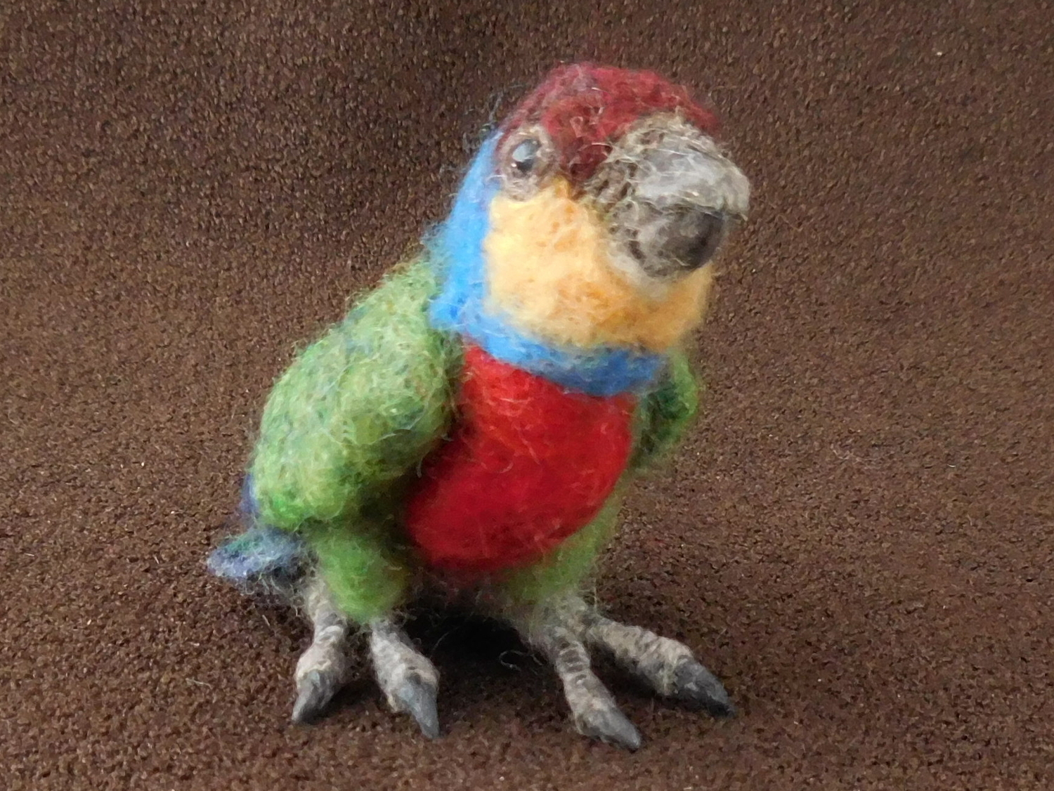 Red-breasted Pygmy Parrot 4