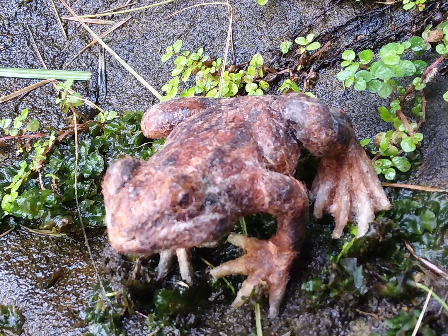 California Red-legged Frog 3