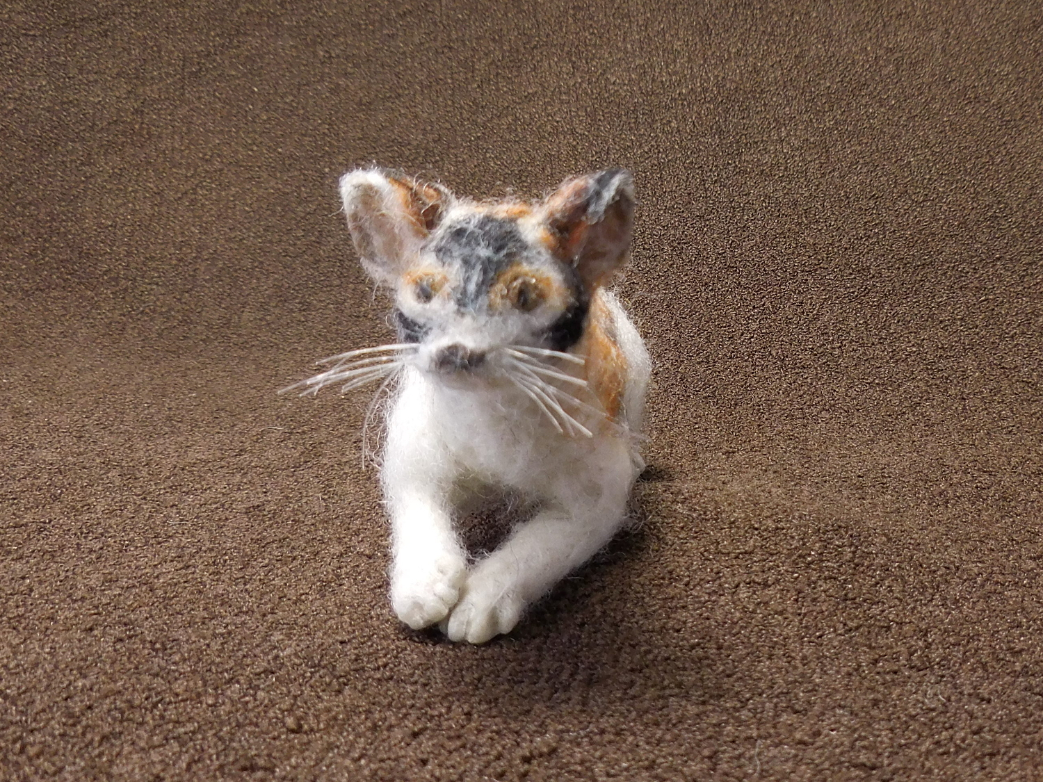 Tortoiseshell Cat
