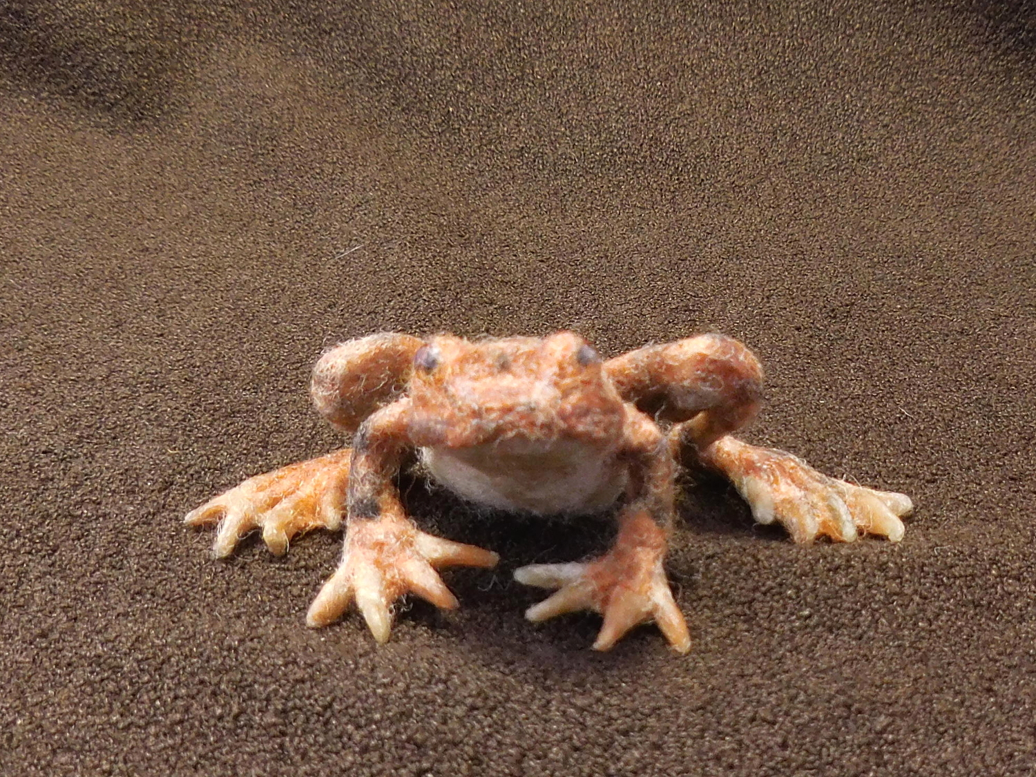 California Red-legged Frog 4