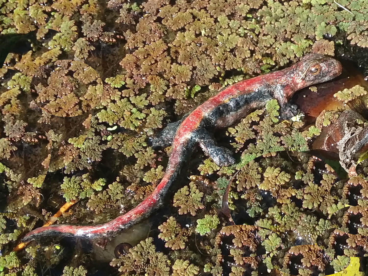 Western Redback Salamander