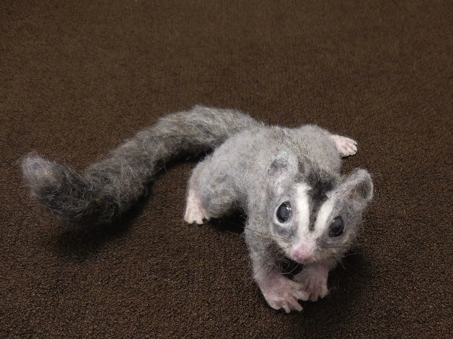 Sugar Glider 8 – Half-grown Juvie