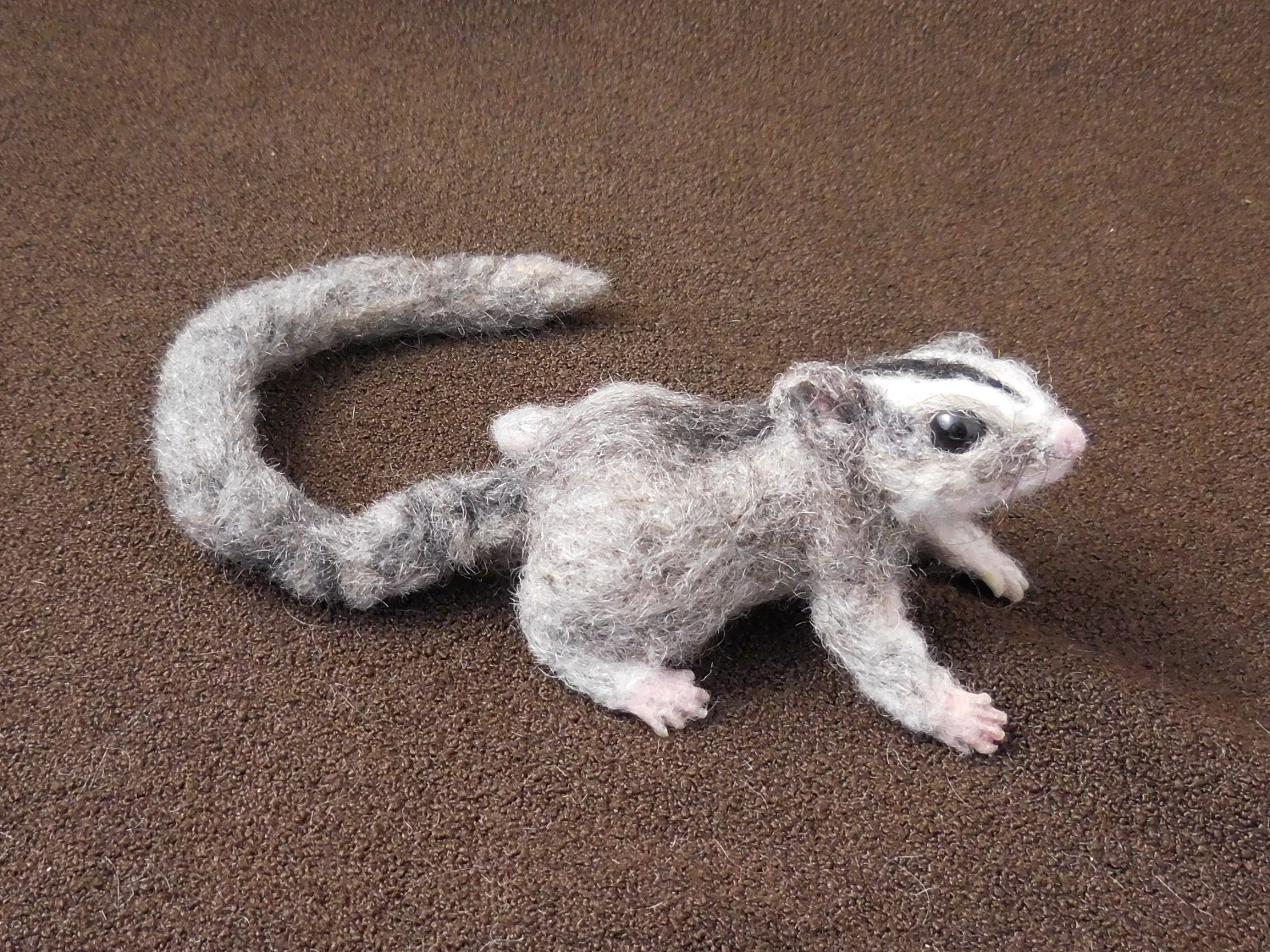 Sugar Glider 9  Another Juvie
