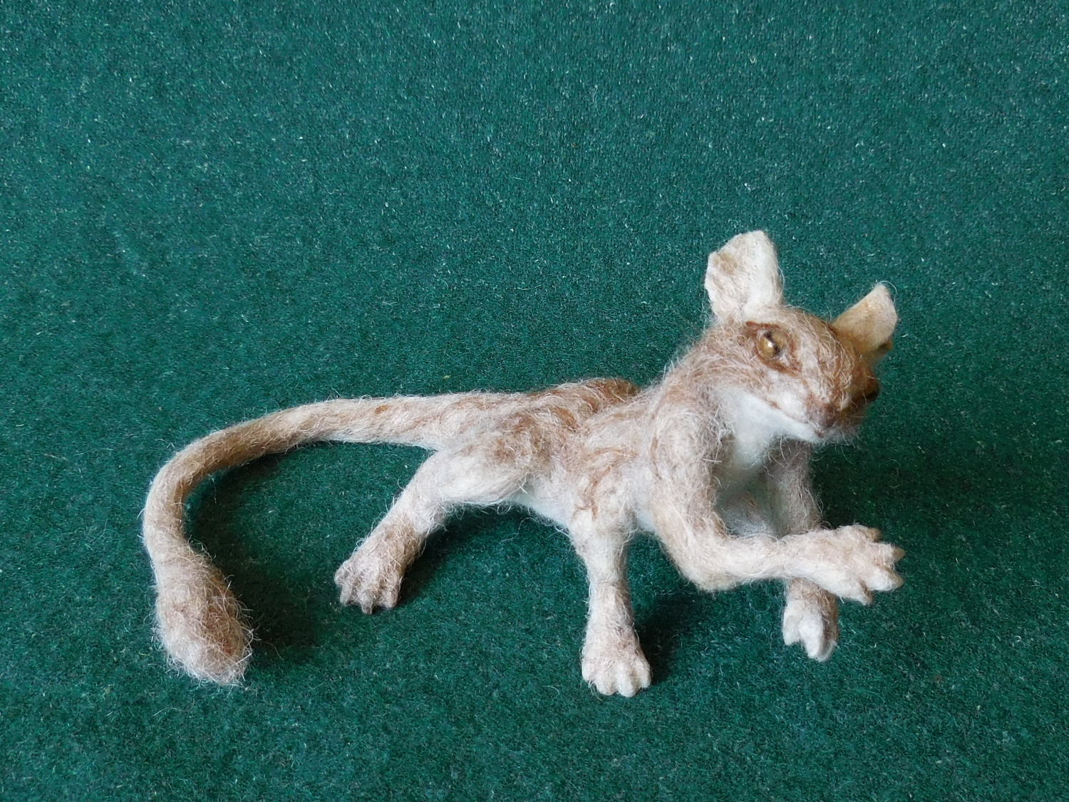 Sand Jackal