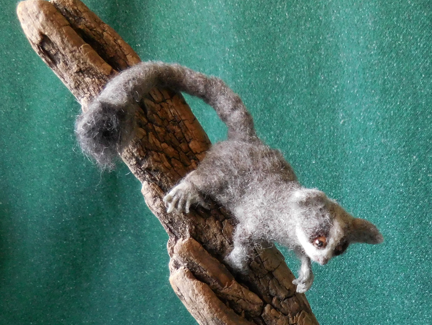 Bush Baby