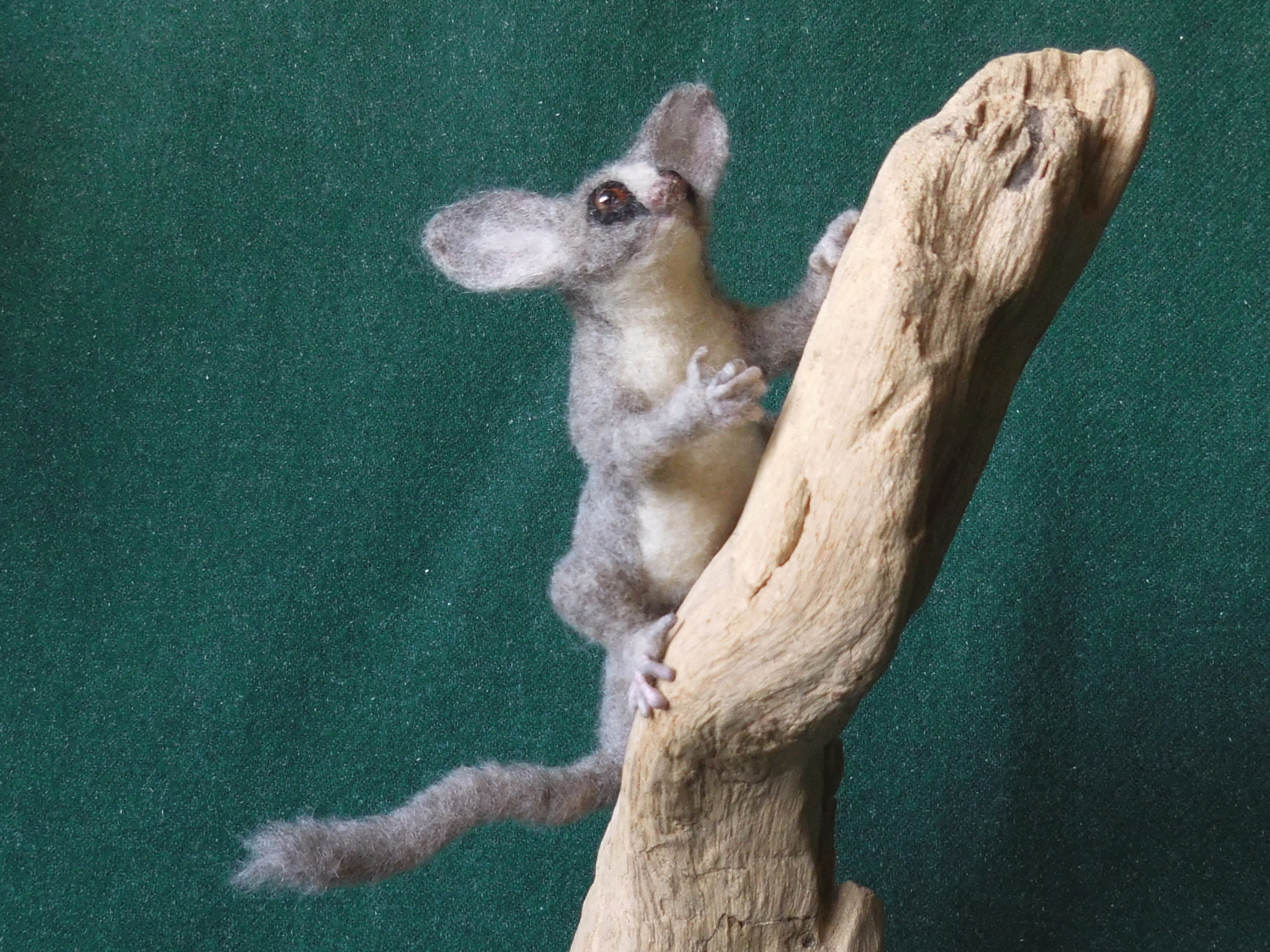 Bush Baby 2